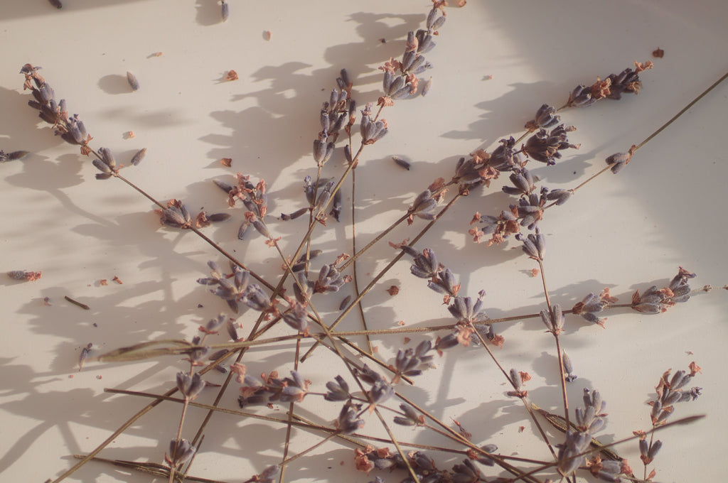 Dried lavender sprigs in soft sunlight, the calming scent behind the Driftnest Lavender Pillow Mist