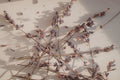 Dried lavender sprigs in soft sunlight, the calming scent behind the Driftnest Lavender Pillow Mist