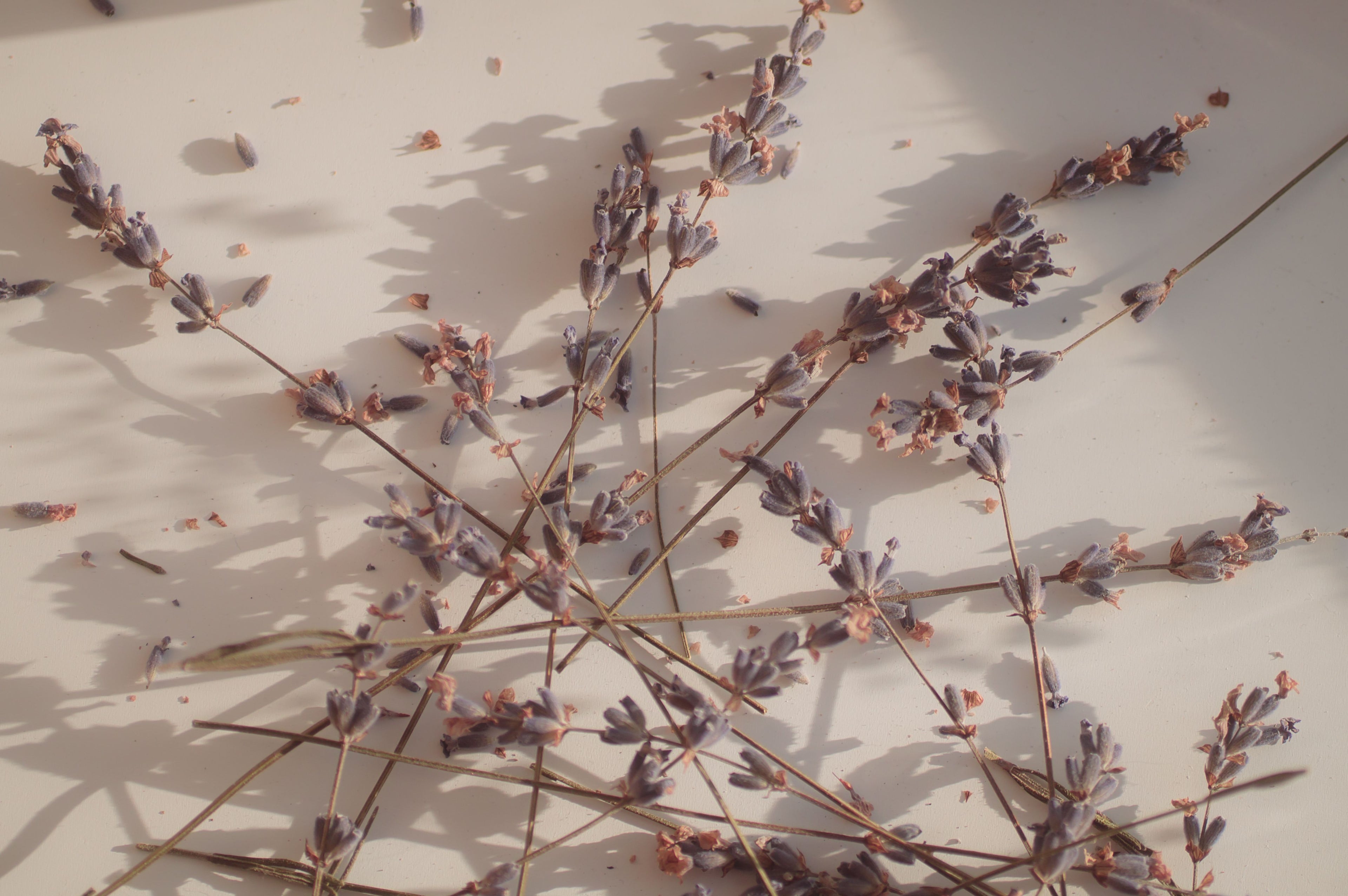 Dried lavender sprigs in soft sunlight, the calming scent behind the Driftnest Lavender Pillow Mist